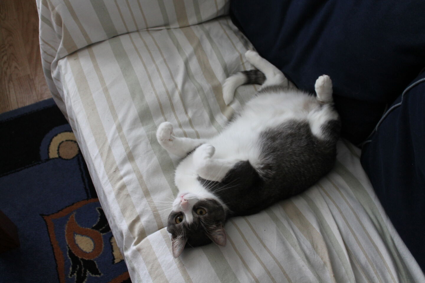 Få mager katt att gå upp i vikt. BARF iFokus