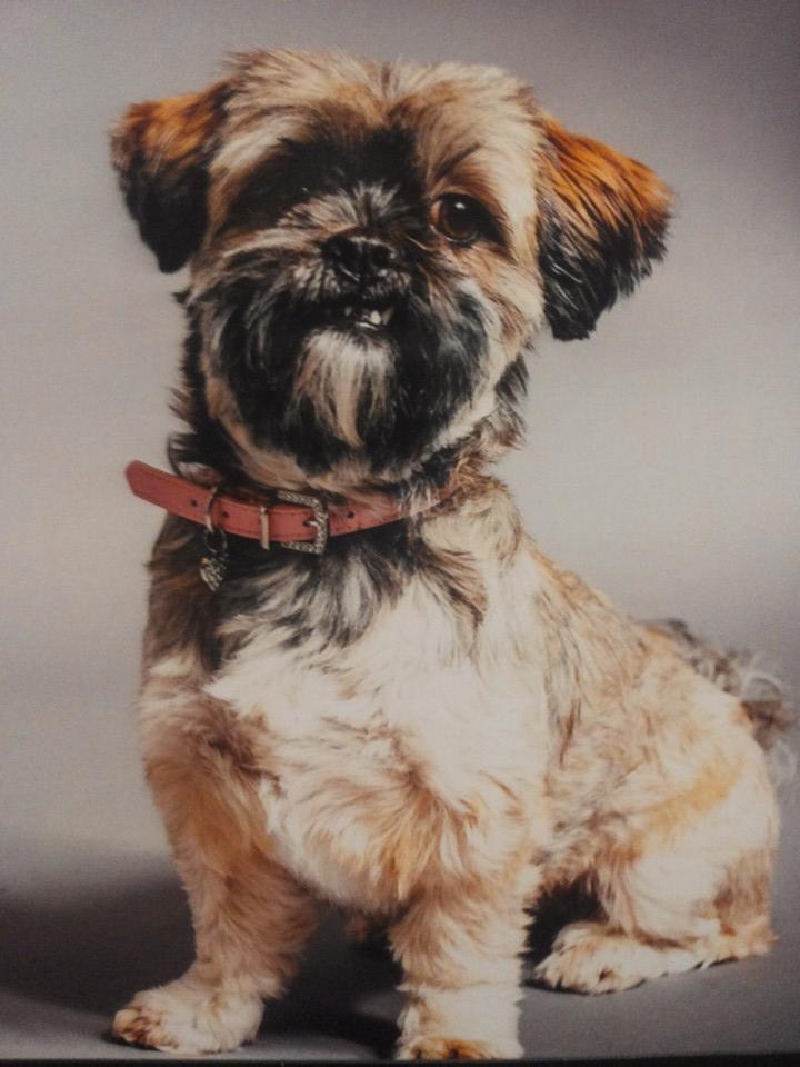 Blandrasvalp lhasa apso och bichon havanais Bichon iFokus