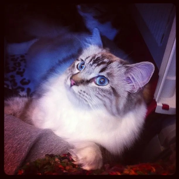 Löpande katt som kissar inne Katter iFokus