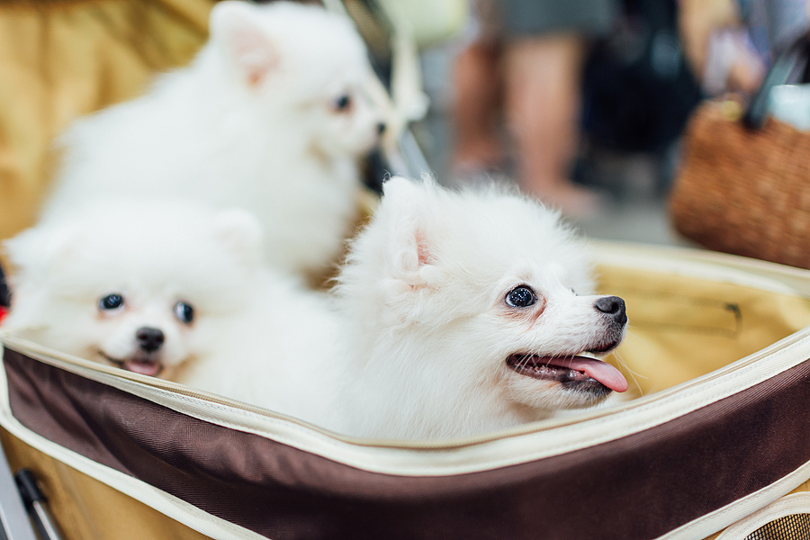 Cliente exhibe a Home Depot por sublime servicio pet friendly "me
