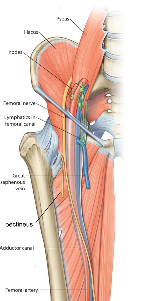 Structures That Pass Above and Below Pectineus Muscle