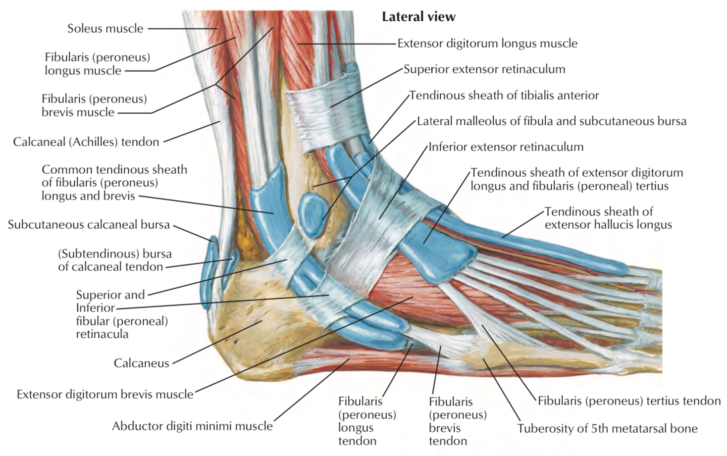 Peroneal (Fibular) Retinaculum