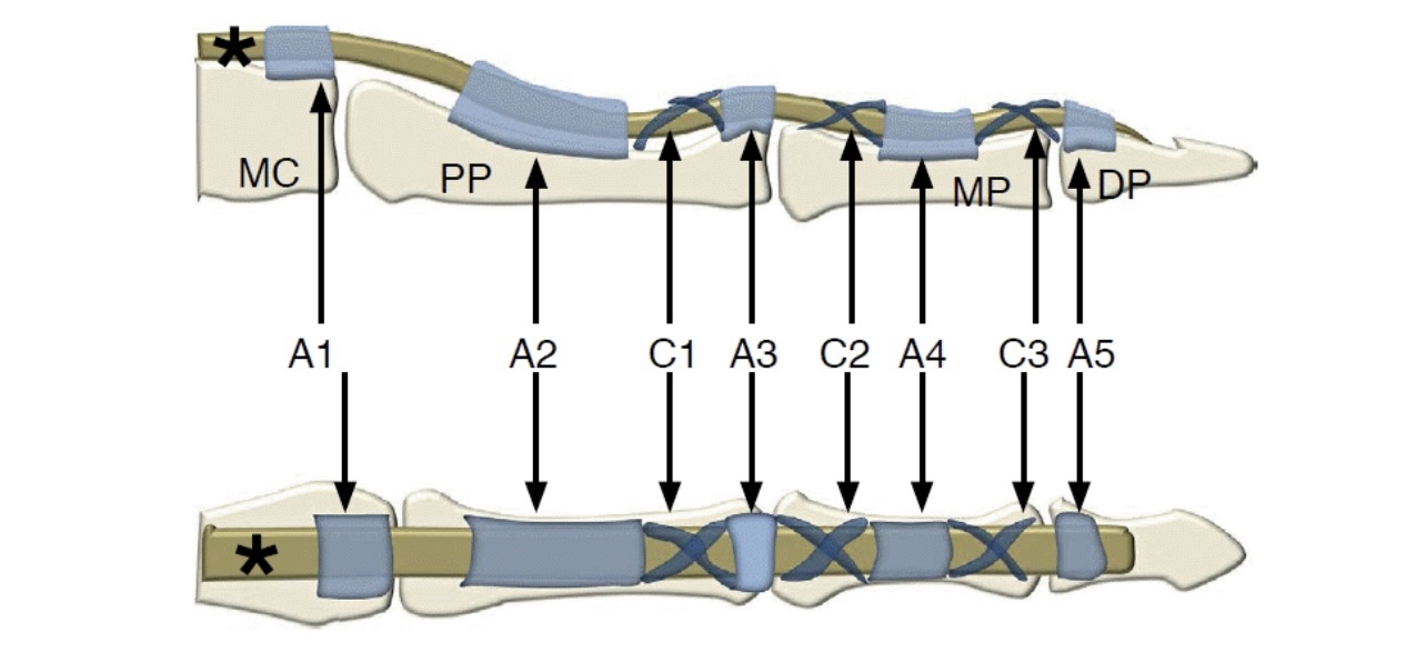 Flexor Pulley System of the Fingers