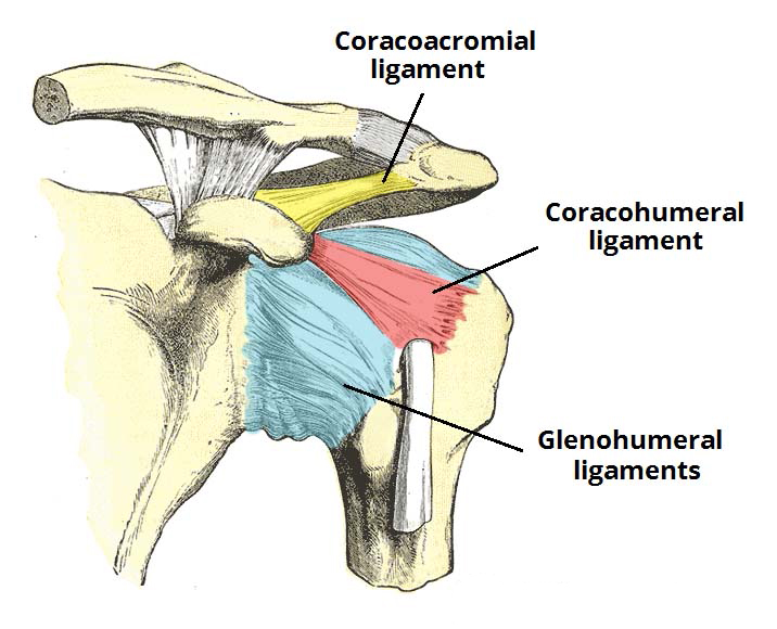 Glenohumeral Joint (GH) (Shoulder Joint)