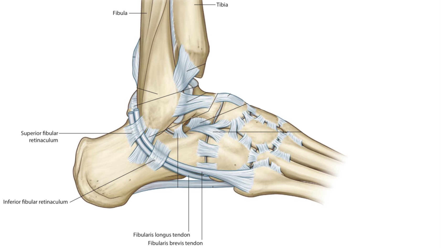 Structures That Pass Behind Lateral Malleolus Below Superficial