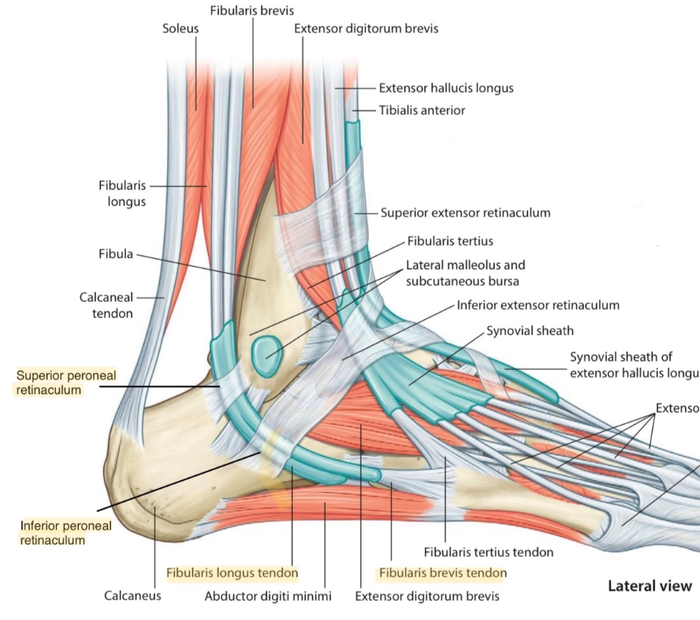 Structures That Pass Behind Lateral Malleolus Below Superficial