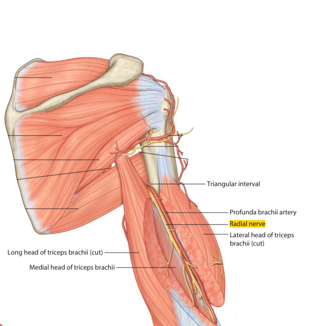 Lower Triangular Space