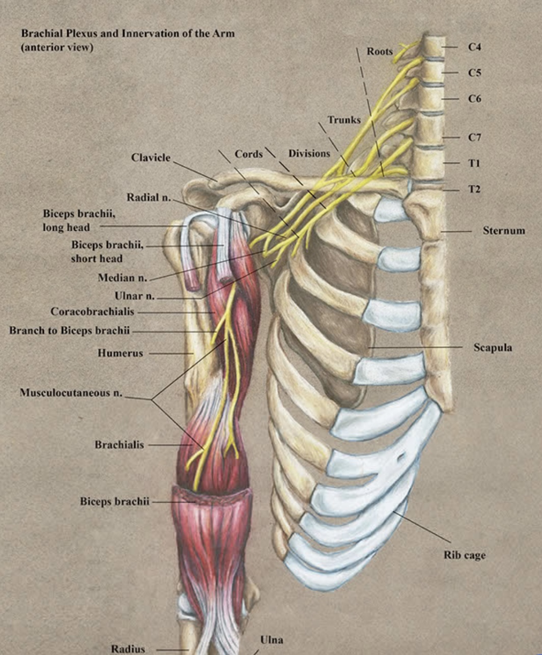 Musculocutaneous Nerve