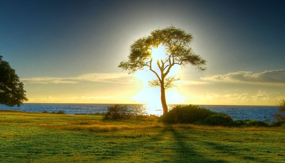 El simbolismo detrás de la ubicación del árbol en el Jardín del Edén