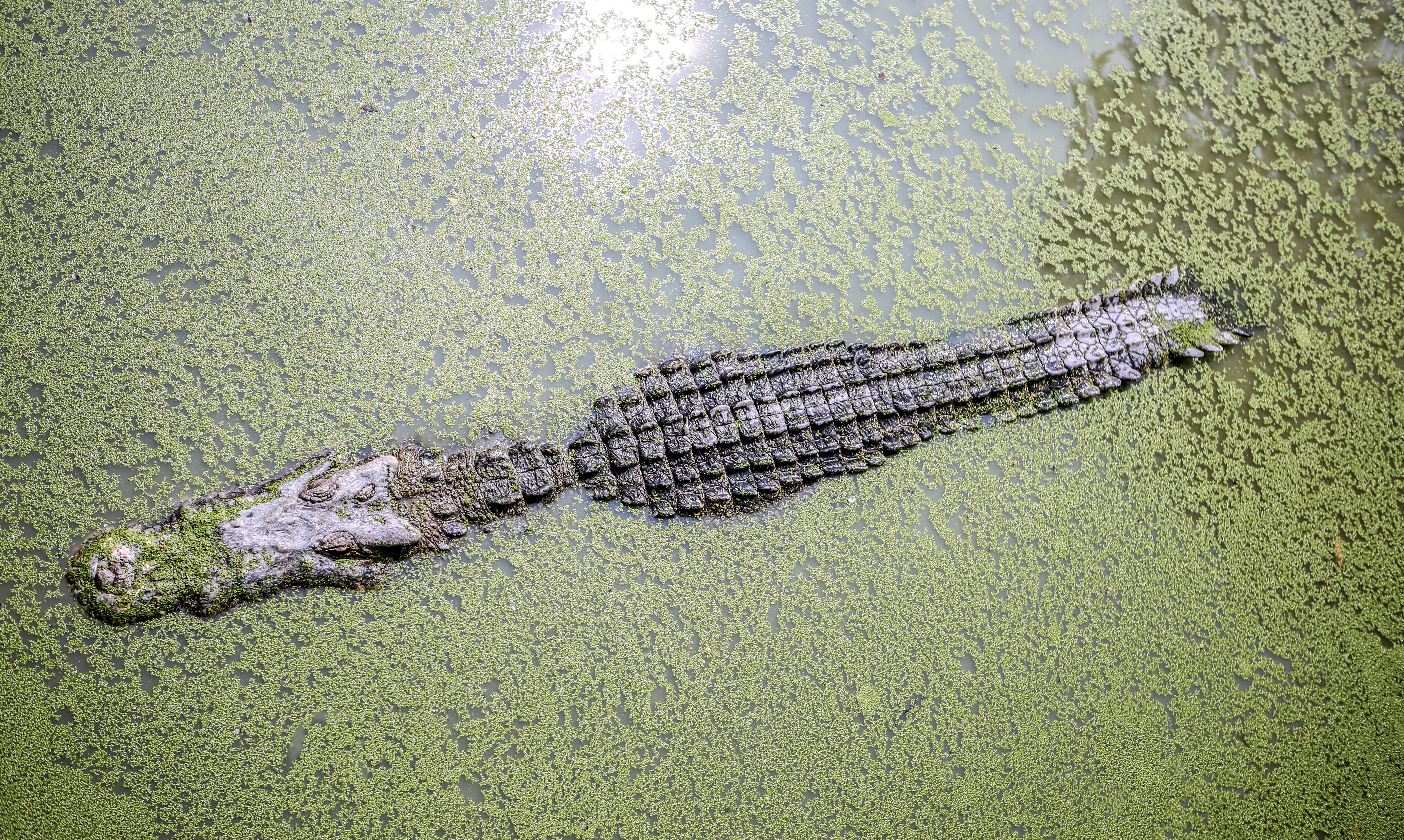 Wildlife Preserve on the Alligator River NC DNCR