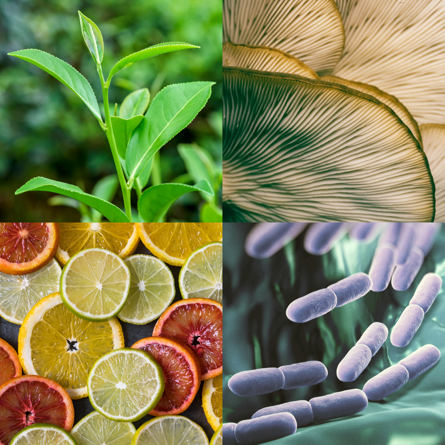 Natural Products Research—Information for Researchers NCCIH