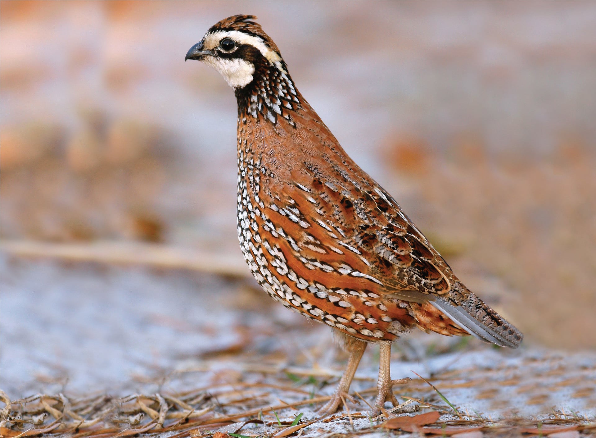 Northern Bobwhite recovery strategy ontario.ca