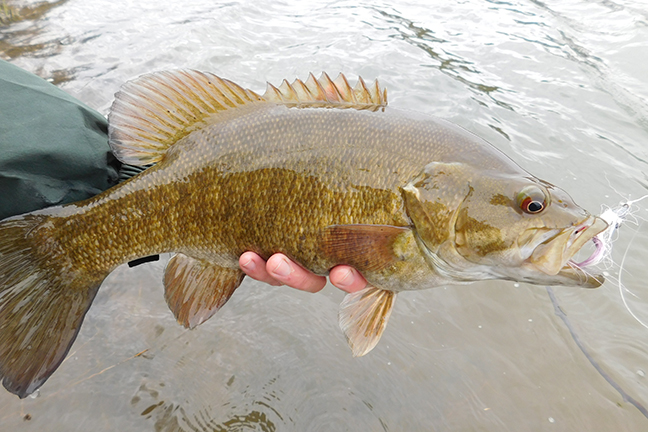 Smallmouth Bass Fishing On Lake Michigan - Game & Fish