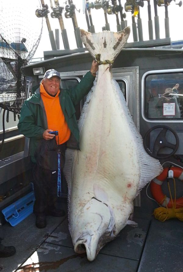 Angler's Pacific Halibut Just a Shot Away From the World Rec Game & Fish