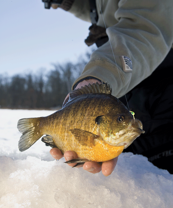 Small Ice Fishing Panfish Baits InFisherman