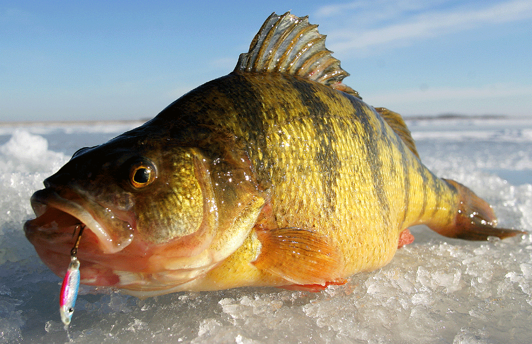SD Dry Lake Jumbo Perch & Walleye InFisherman