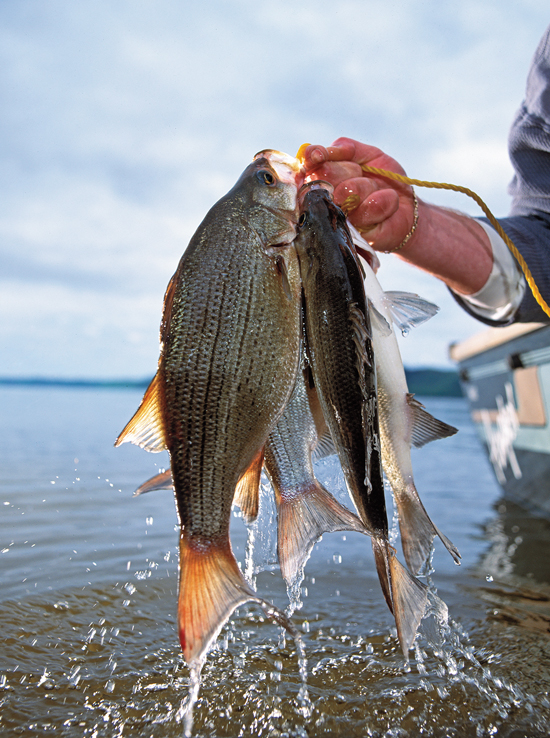 Bucket List Big White Bass InFisherman