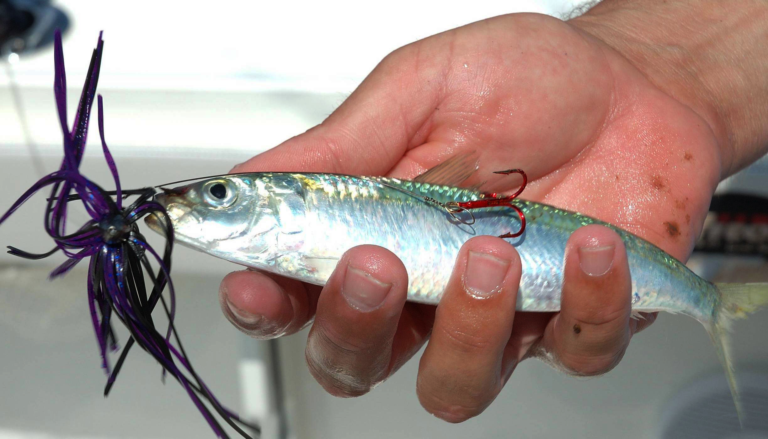 Rig Baits For Kingfish - Florida Sportsman