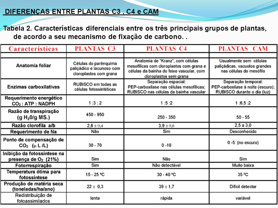Diferenças entre Plantas C3, C4 e CAM Bilogia Geral e Aplica