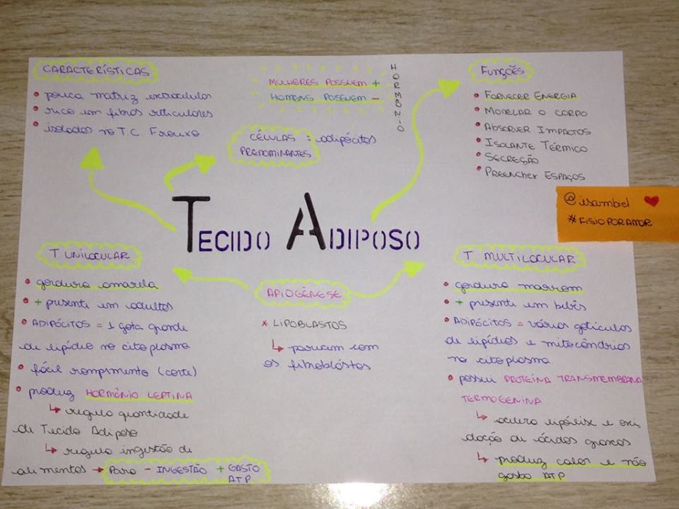 Mapa Conceitual Tecido Adiposo Histologia e Fisiologia