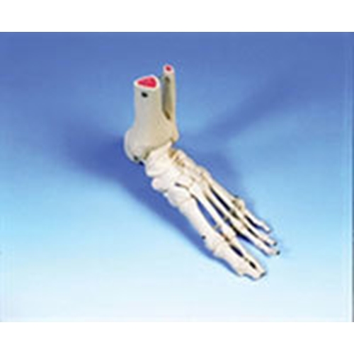 Skelet