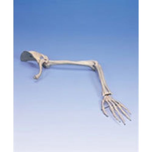 Skelet arm