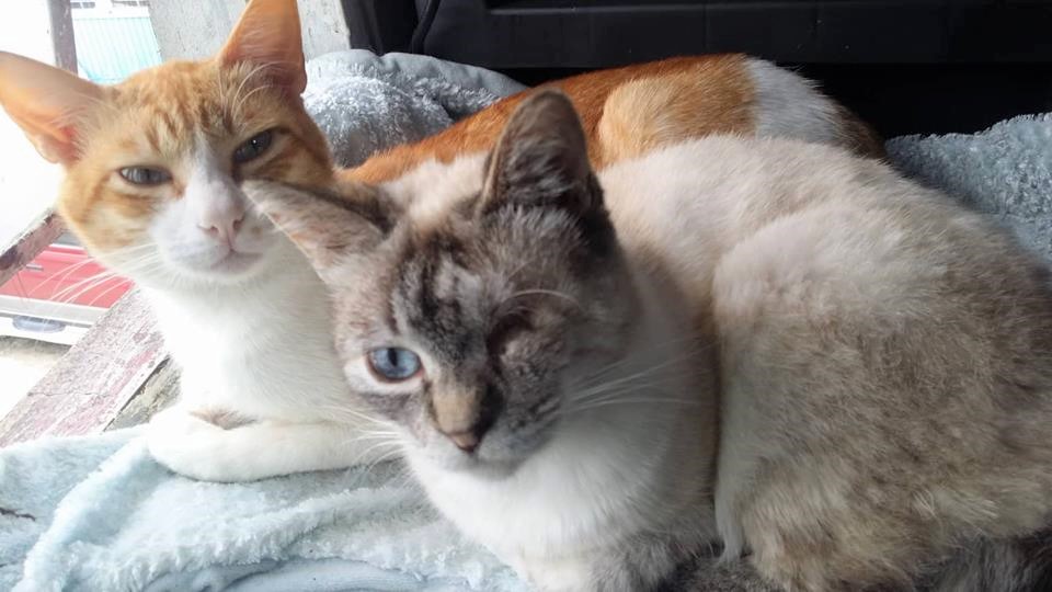 Stray furry beings sniff love, find their way home Philippine News Agency