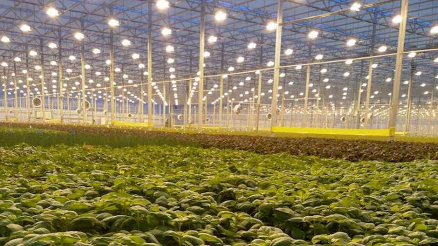 Forbes List of Innovative AgTech Companies Includes Greenhouse
