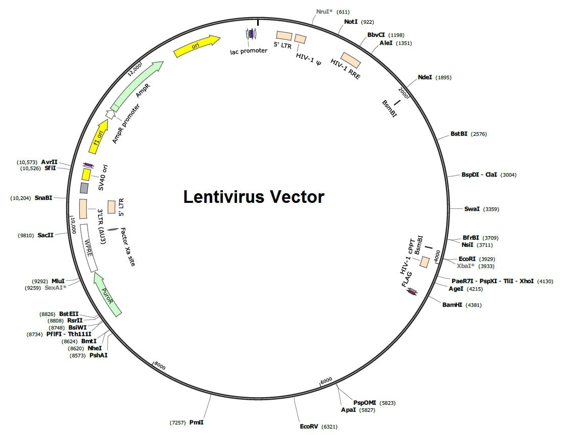Lentivirus Production ProMab
