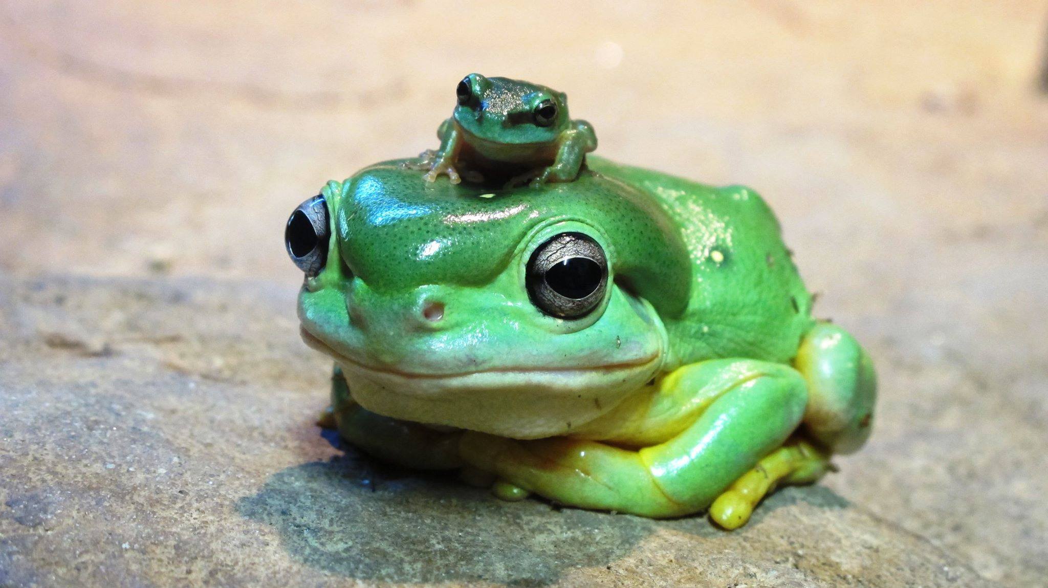 Pin by Roydon Apartments on Roydon Apartments Funny frogs, Cute frogs