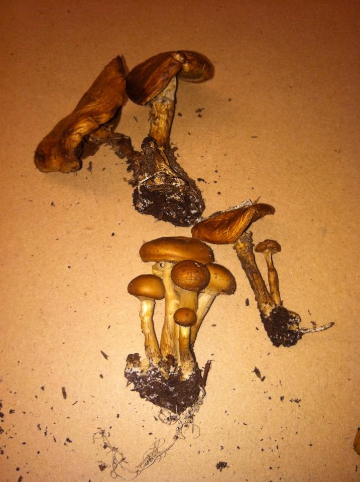 Shroomery Cool Mushrooms