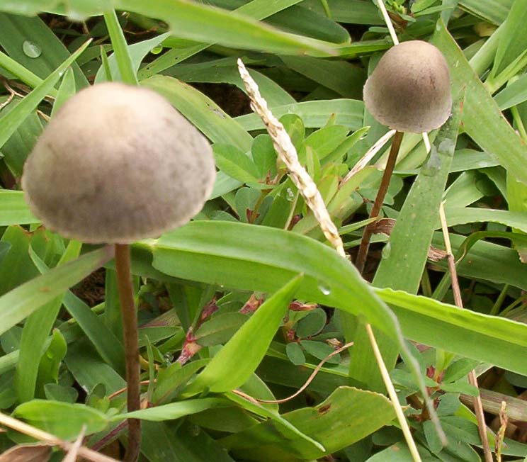 Psychedelic Mushrooms In Arkansas All Mushroom Info