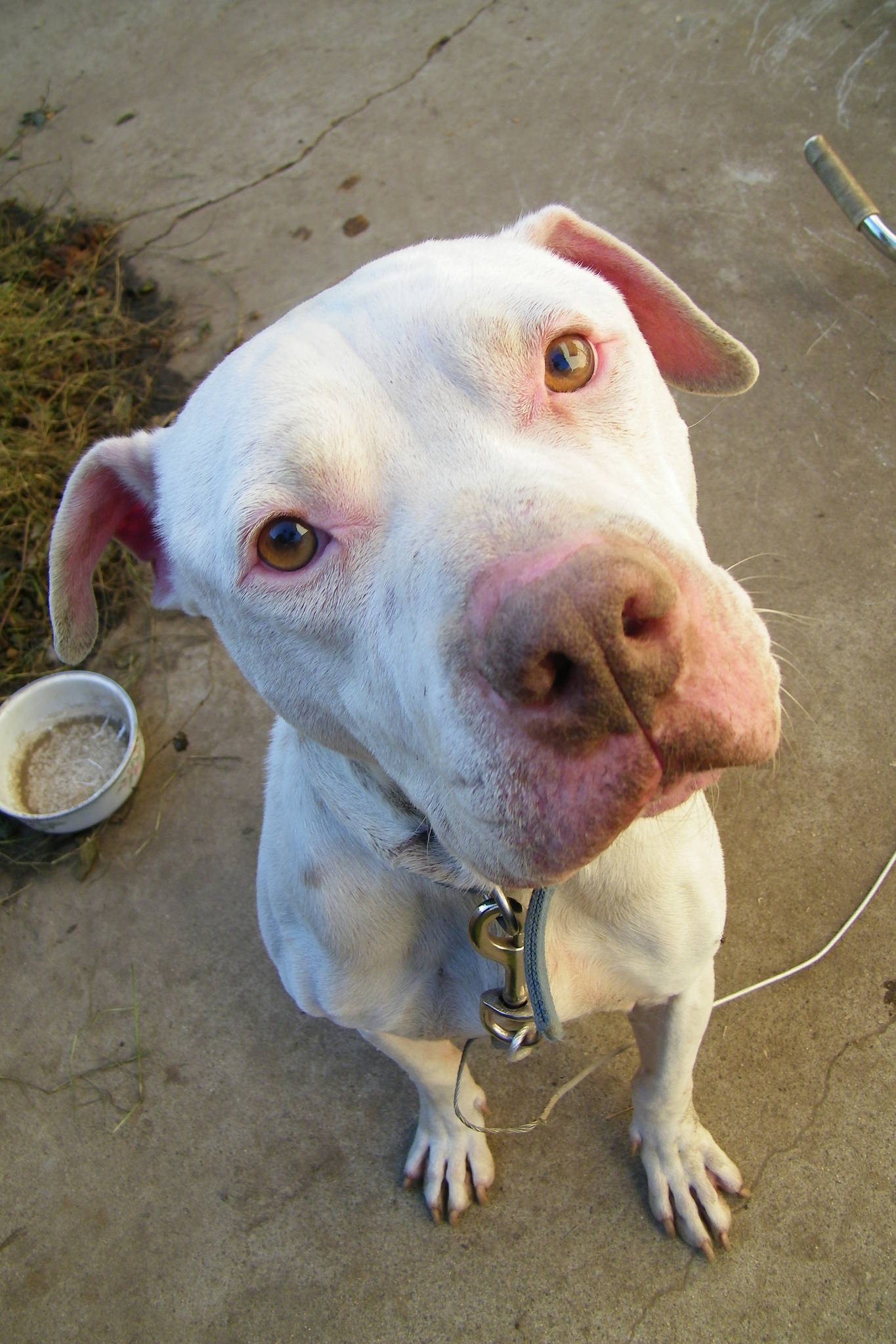 Pitbull wolf hybrid puppies... The Pub Shroomery Message Board