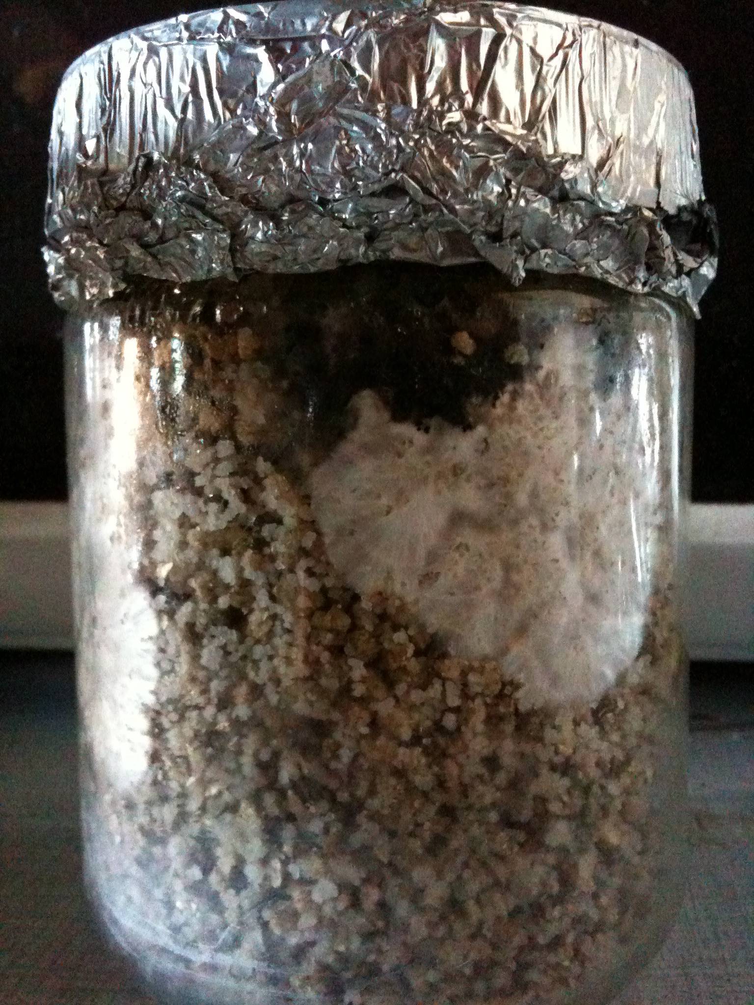 Black Spot on Rice Cake Contamination Forum Shroomery Message Board
