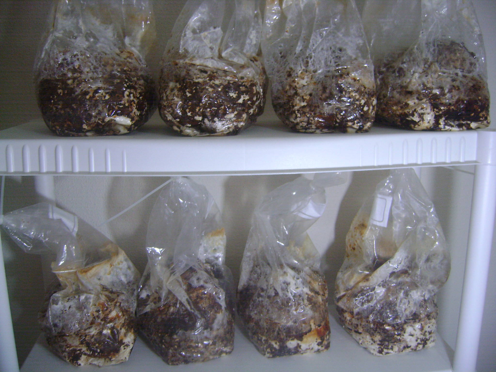 Shiitake Blocks, Blobs! Gourmet and Medicinal Mushrooms Shroomery