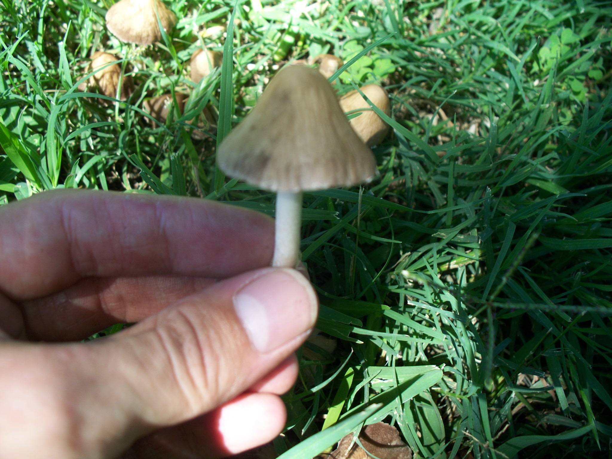 Texas Mushroom Identification Mushroom Hunting and Identification