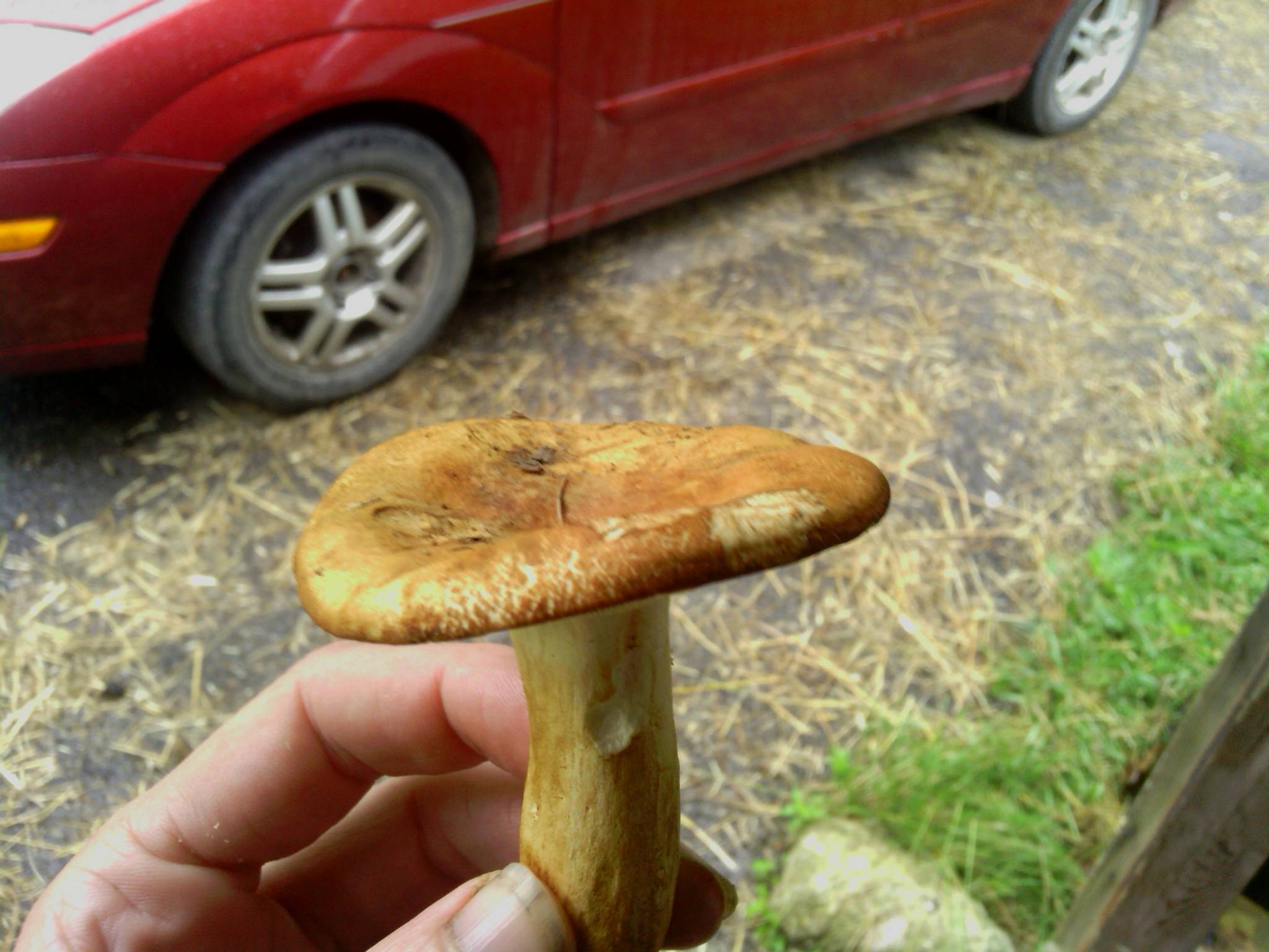 trying to id an edible mushroom Mushroom Hunting and Identification