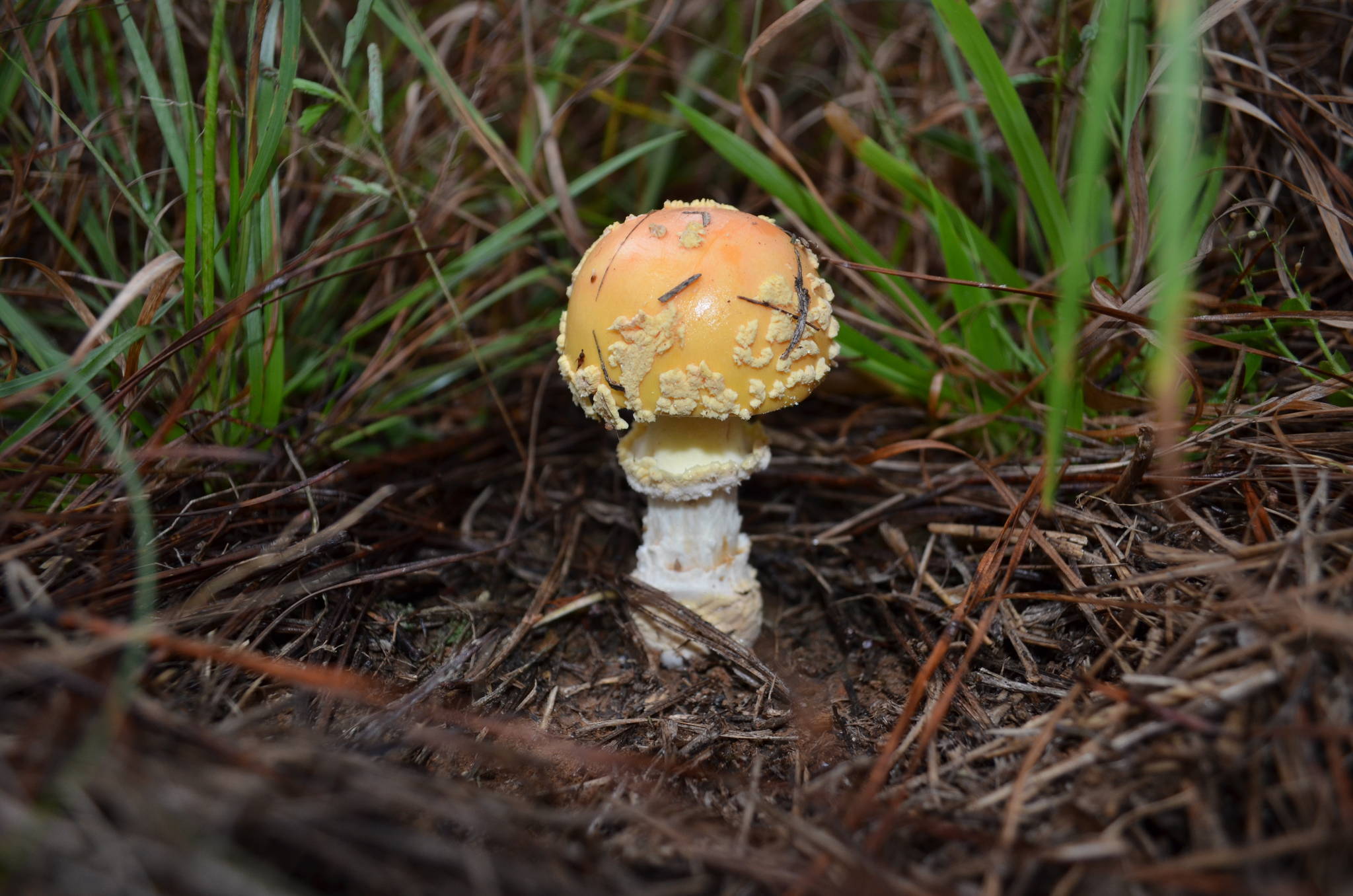 Amanita Muscaria North Georgia Map North (Amanita muscaria var. persicina) Some Photos