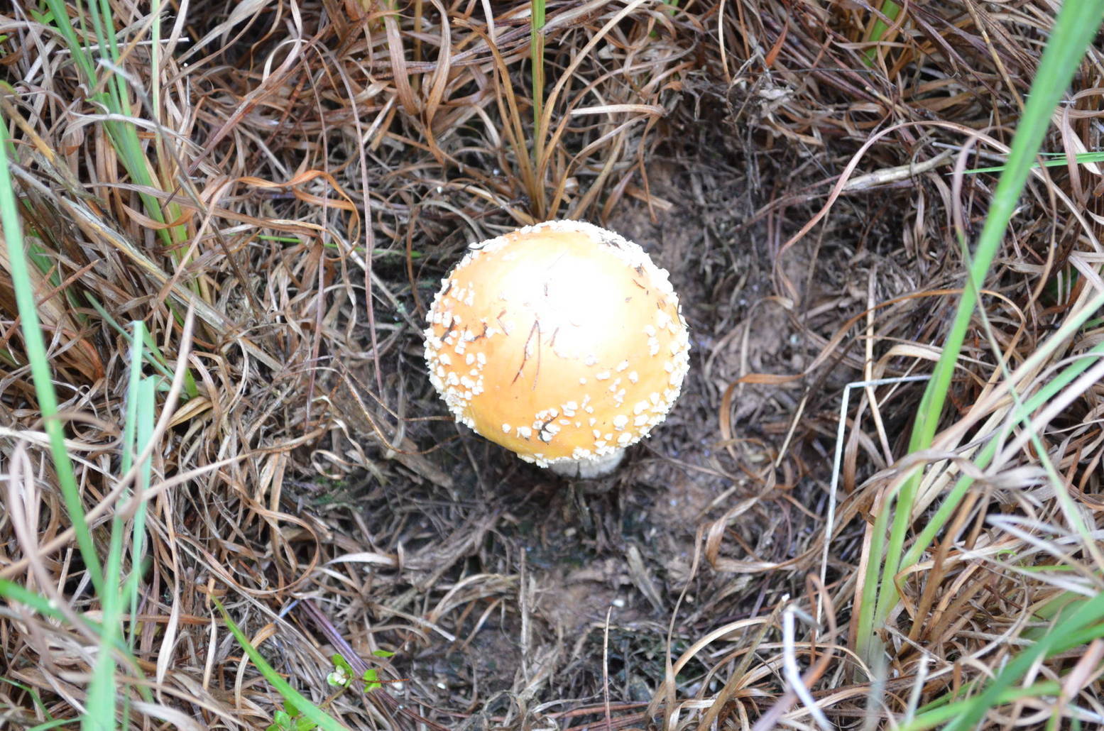 Amanita Muscaria North Georgia Map North (Amanita muscaria var. persicina) Some Photos