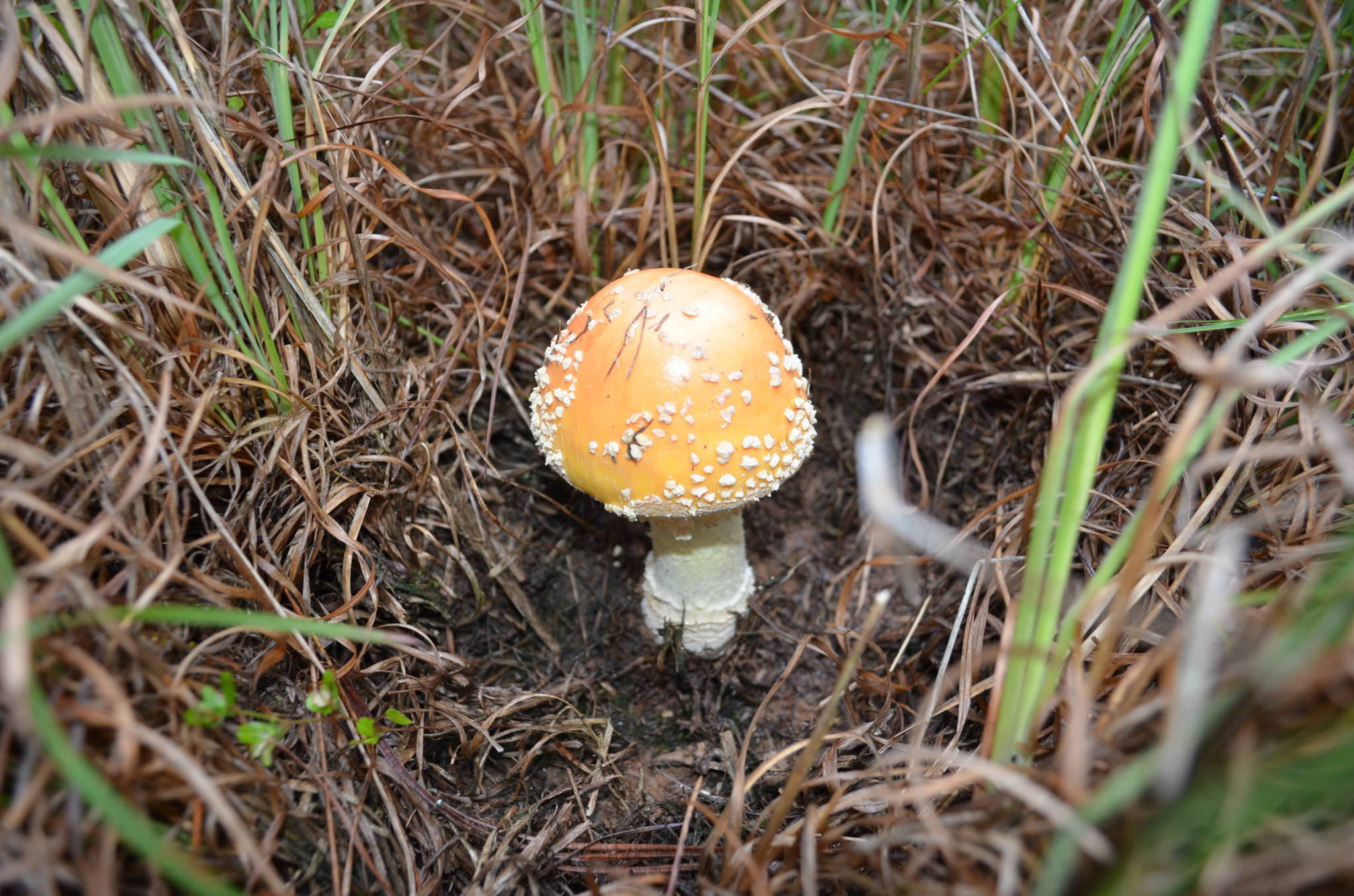 Amanita Muscaria North Georgia Map North (Amanita muscaria var. persicina) Some Photos