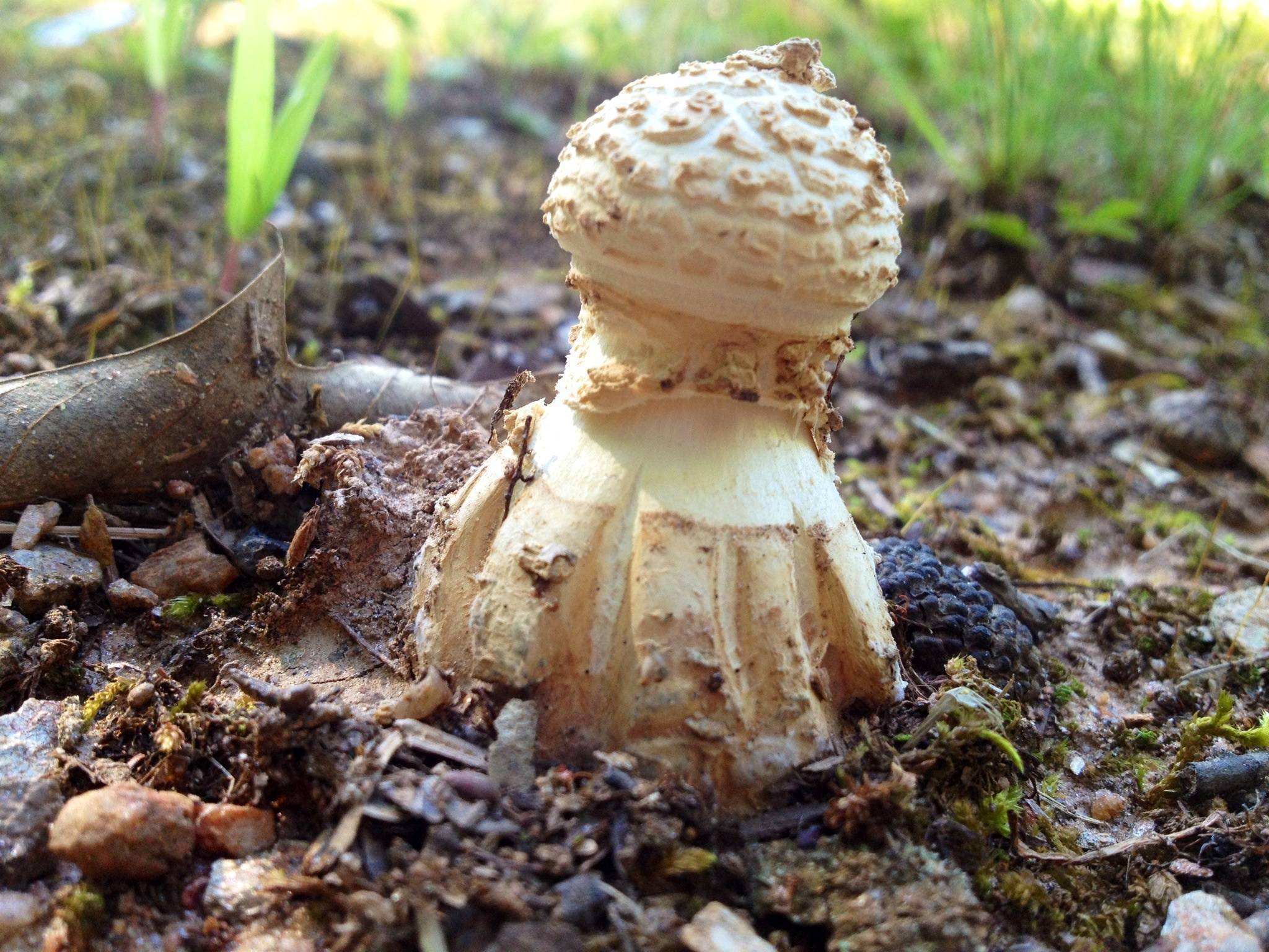 Amanita Muscaria North Georgia Map North (Amanita muscaria var. persicina) Some Photos