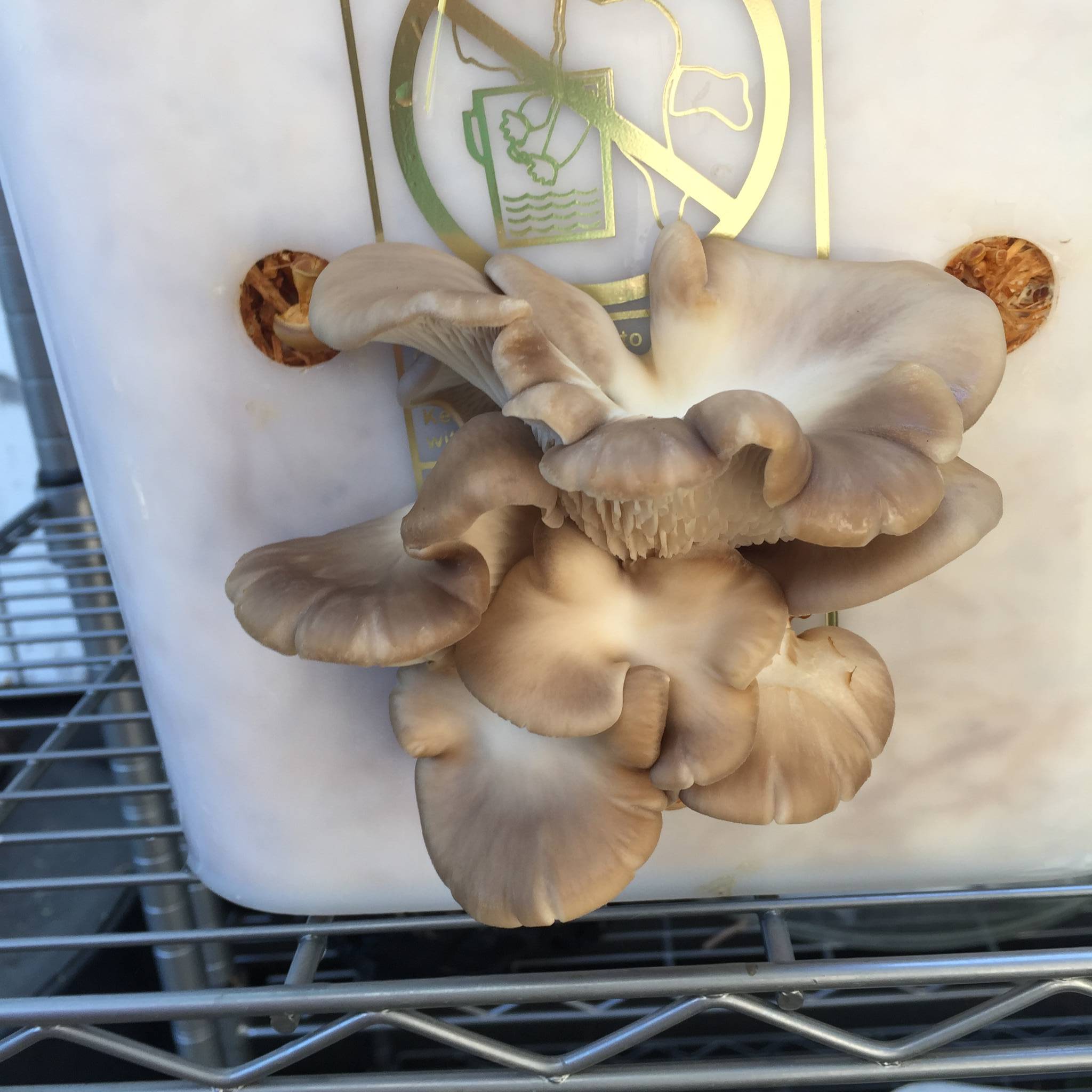 Oyster mushrooms pinning??? Gourmet and Medicinal Mushrooms