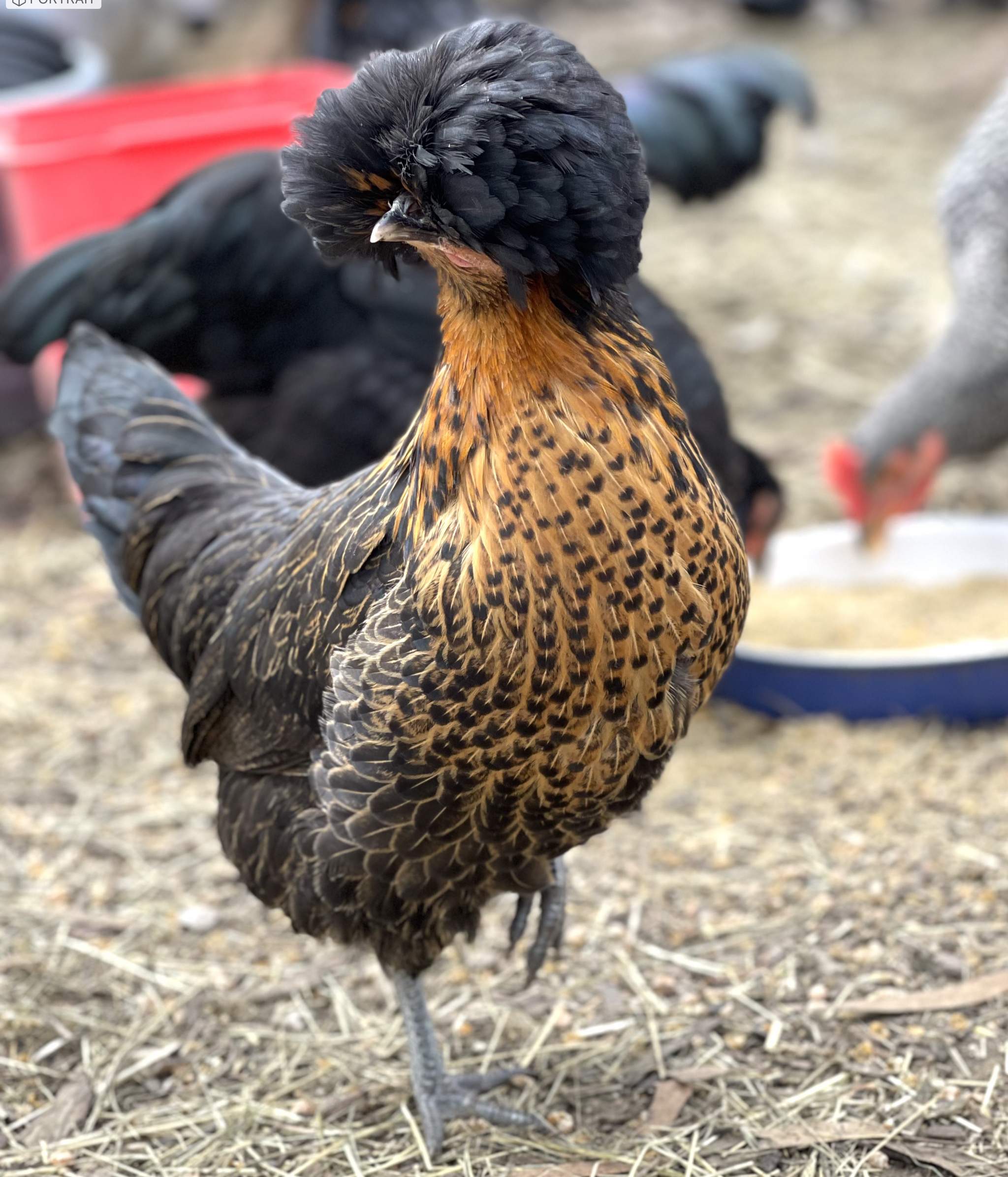 Cherry’sPolish Chickens