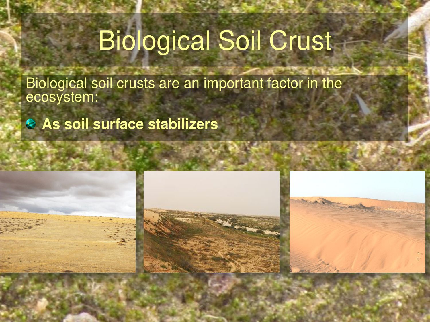 Inferring biological soil crust successional stage using combined PLFA