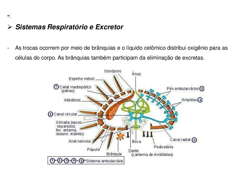 Equinodermos Speaker Deck