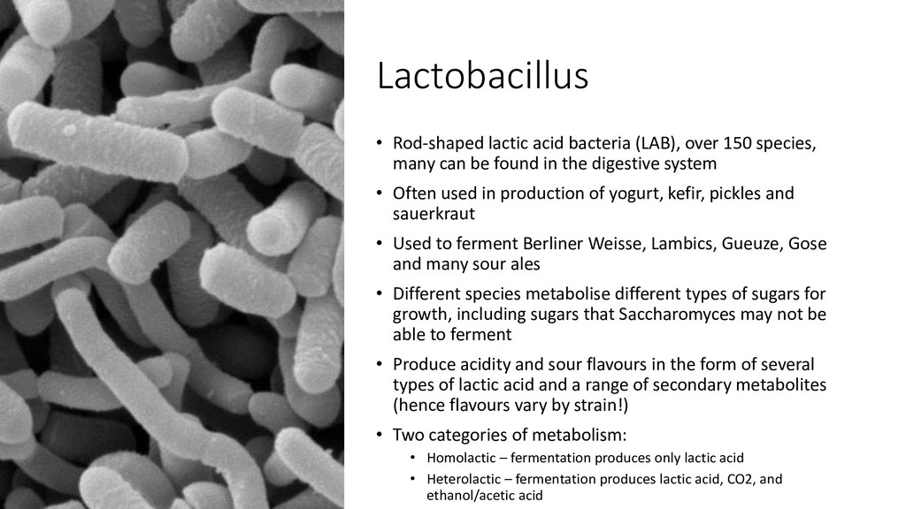 Culturing Lactobacillus from Commercial Yogurt for Kettle Sours