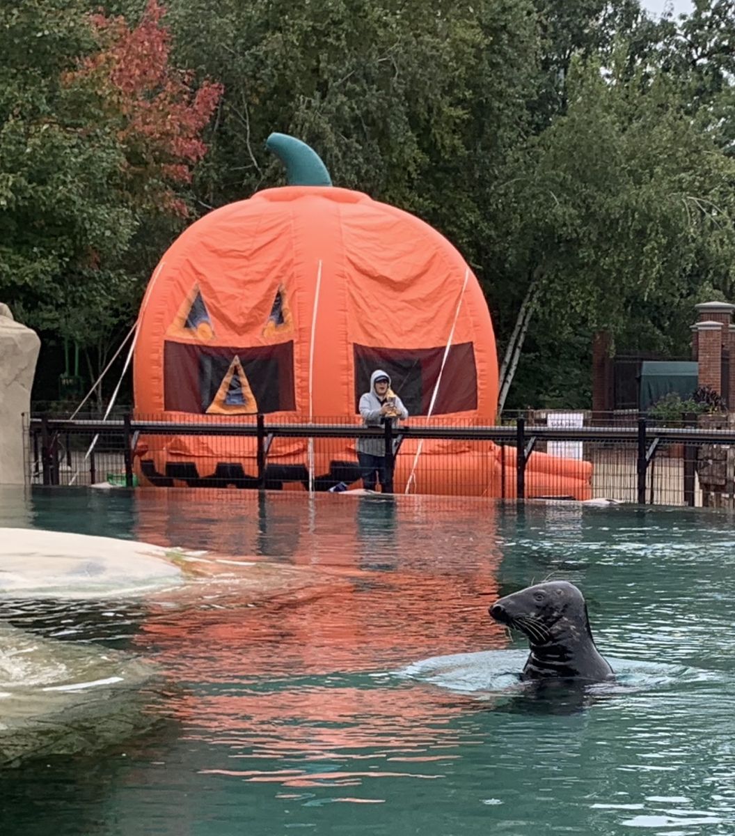 Halloween Bounce House Just 4 Jumps