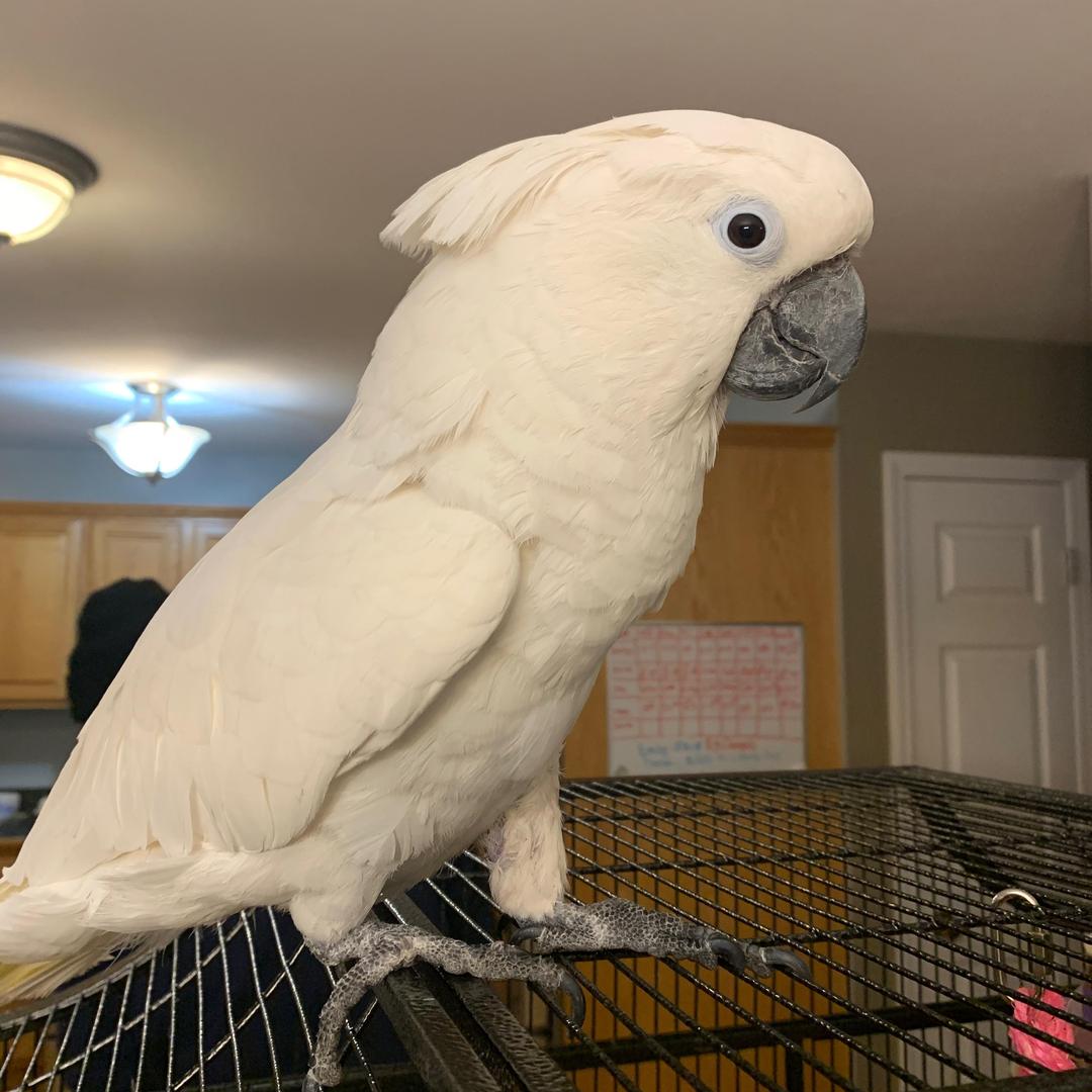 Puff The Cockatoo The Handbook