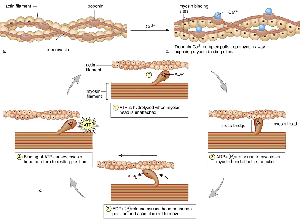 (Solved) In the sliding filament theory of contraction, what prevents