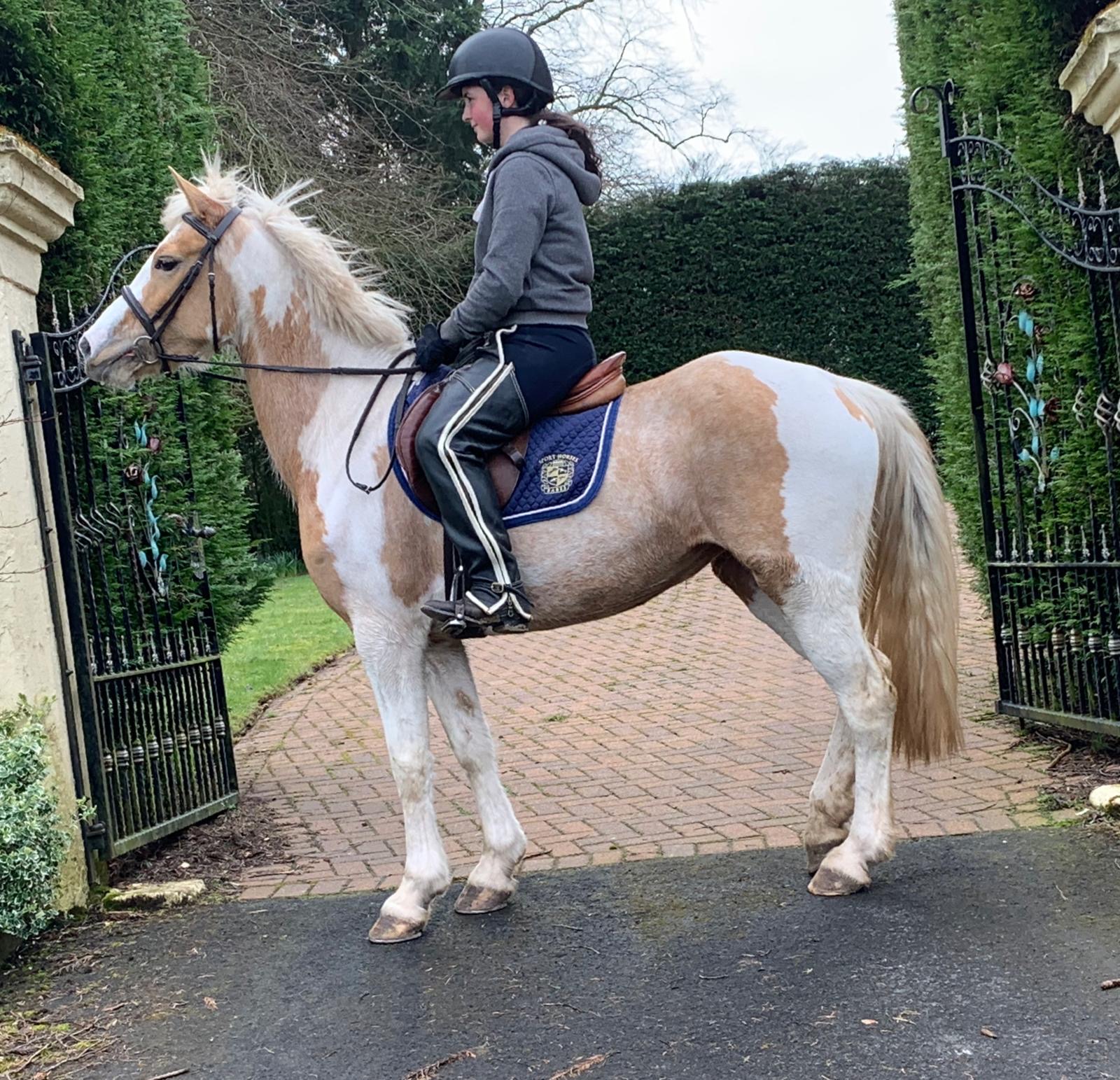 What Size Rug For A 11.2Hh Pony at John Walling blog